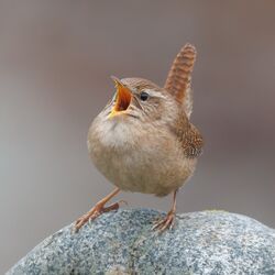 Photographed at Shingle Bank. on 5/11/2025. Photo: &copy; Rod Ferbrache