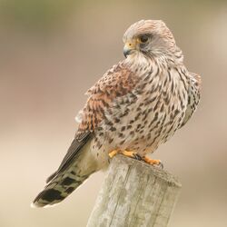 Kestrel photographed at Pleinmont on 6/11/2025. Photo: &copy; Rod Ferbrache