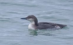 Photographed at Rocque Poisson. on 8/2/2026. Photo: &copy;  Rockdweller