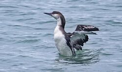 Photographed at Rocque Poisson. on 8/2/2026. Photo: &copy;  Rockdweller