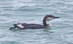 Photographed at Rocque Poisson. on 8/2/2026. Photo: &copy;  Rockdweller