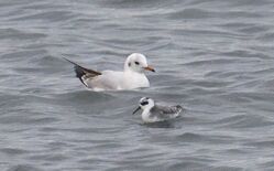 Photographed at Shingle Bank. on 26/2/2026. Photo: &copy;  Rockdweller