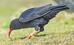 Photographed at Jaonneuse. on 19/3/2026. Photo: &copy;  Rockdweller