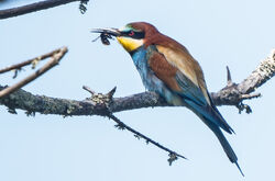 Bee-eater photographed at Pleinmont on 5/6/2026. Photo: &copy;  Rockdweller