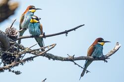 Bee-eater photographed at Pleinmont on 5/6/2026. Photo: &copy;  Rockdweller