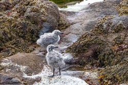 Herring Gull photographed at Jethou on 6/6/2026. Photo: &copy; Julie Davis