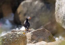 Puffin photographed at Jethou on 6/6/2026. Photo: &copy; Julie Davis