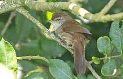 Photographed at Grands Marais / Pré. on 13/6/2026. Photo: &copy;  Rockdweller