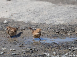 Photographed at Miellette. on 14/6/2026. Photo: &copy; Julie Davis