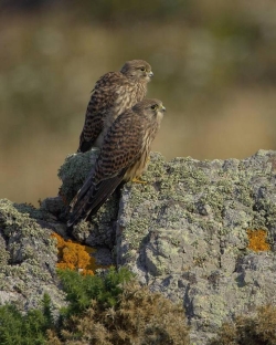 Kestrel. Photo: &copy; Steve Levrier