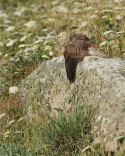 Kestrel. Photo: &copy; Steve Levrier