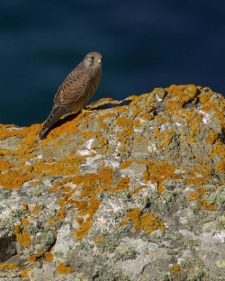 Kestrel. Photo: &copy; Steve Levrier