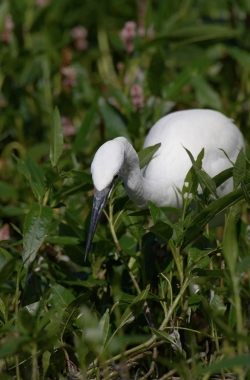 Little Egret. Photo: &copy; Steve Levrier