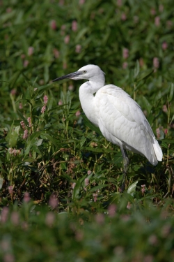Little Egret. Photo: &copy; Steve Levrier