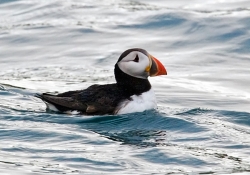 Puffin photographed at Herm Puffin Patrol on 0/0/0. Photo: &copy; Paul Hillion