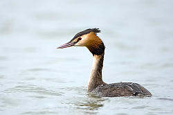 Great Crested Grebe photographed at La Salerie on 24/3/2008. Photo: &copy; Paul Hillion