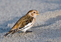 Snow Bunting. Photo: &copy; Paul Hillion