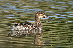 Garganey photographed at Rue des Bergers NR on 11/5/2008. Photo: &copy; Paul Hillion