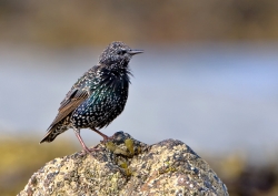 Starling photographed at Rocquaine Bay on 0/0/0. Photo: &copy; Paul Hillion