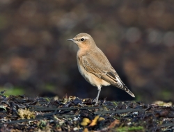 Wheatear photographed at Fort le Crocq on 0/0/0. Photo: &copy; Paul Hillion