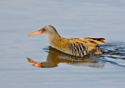 Water Rail photographed at La Claire Mare on 0/0/0. Photo: &copy; Paul Hillion