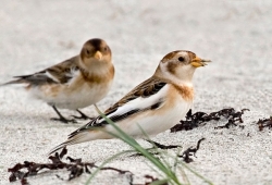 Snow Bunting photographed at Vazon Bay on 0/0/0. Photo: &copy; Paul Hillion