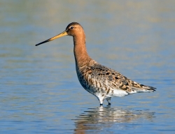 Black-tailed Godwit photographed at La Claire Mare on 0/0/0. Photo: &copy; Paul Hillion