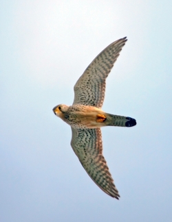 Kestrel photographed at Fort Hommet on 0/0/0. Photo: &copy; Paul Hillion