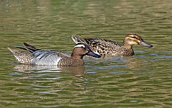 Garganey photographed at Rue des Bergers NR on 11/5/2008. Photo: &copy; Paul Hillion