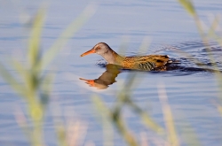 Water Rail photographed at La Claire Mare on 0/0/0. Photo: &copy; Paul Hillion