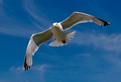 Herring Gull photographed at Cobo on 0/0/0. Photo: &copy; Paul Hillion