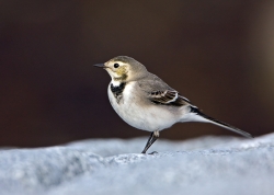 Pied Wagtail photographed at Fort le Crocq on 0/0/0. Photo: &copy; Paul Hillion