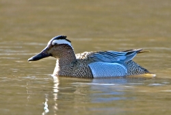 Garganey photographed at Rue des Bergers NR on 0/0/0. Photo: &copy; Paul Hillion