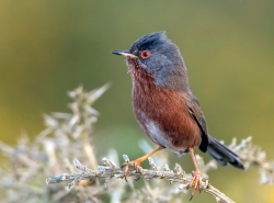 Dartford Warbler photographed at Pleinmont on 0/0/0. Photo: &copy; Paul Hillion