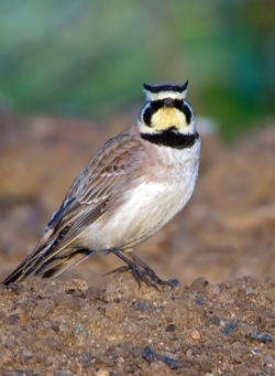 Shore Lark photographed at Pleinmont on 0/0/0. Photo: &copy; Paul Hillion