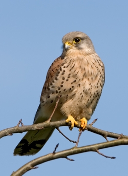 Kestrel photographed at Saumarez Park Nature Trail on 0/0/0. Photo: &copy; Paul Hillion