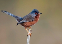 Dartford Warbler photographed at Pleinmont on 0/0/0. Photo: &copy; Paul Hillion