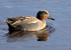 Teal photographed at La Claire Mare on 0/0/0. Photo: &copy; Paul Hillion