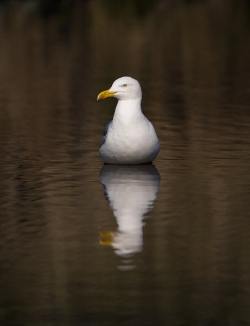 Herring Gull photographed at Rue des Bergers NR on 0/0/0. Photo: &copy; Paul Hillion