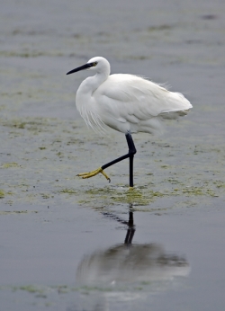 Little Egret photographed at La Claire Mare on 0/0/0. Photo: &copy; Paul Hillion