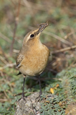 Wheatear. Photo: &copy; Steve Levrier