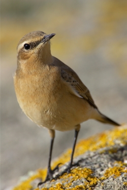 Wheatear. Photo: &copy; Steve Levrier