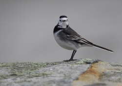 Pied Wagtail. Photo: &copy; Steve Levrier