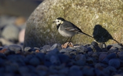 Pied Wagtail. Photo: &copy; Steve Levrier