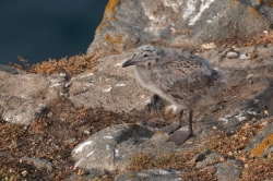 Herring Gull. Photo: &copy; Steve Levrier