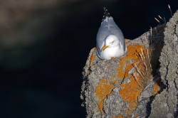 Herring Gull. Photo: &copy; Steve Levrier