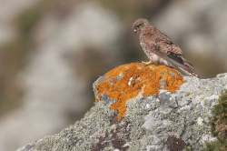 Kestrel. Photo: &copy; Steve Levrier