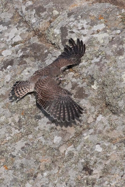 Kestrel. Photo: &copy; Steve Levrier
