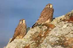 Kestrel. Photo: &copy; Steve Levrier