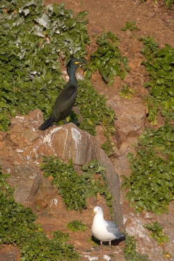 Shag. Photo: &copy; Steve Levrier